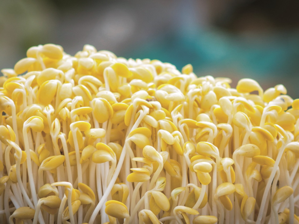 A Korean Love Story Soybean Sprouts